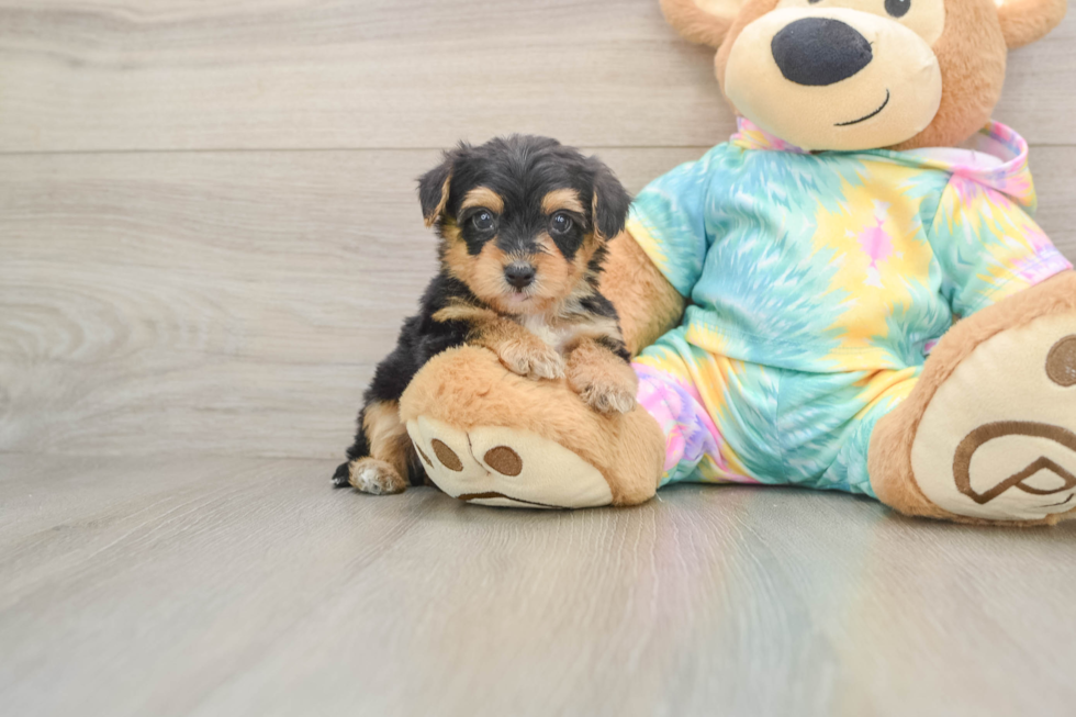 Yorkie Poo Puppy for Adoption