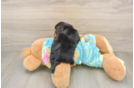 Playful Yo Yo Poo Poodle Mix Puppy