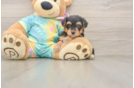 Happy Yorkie Poo Baby
