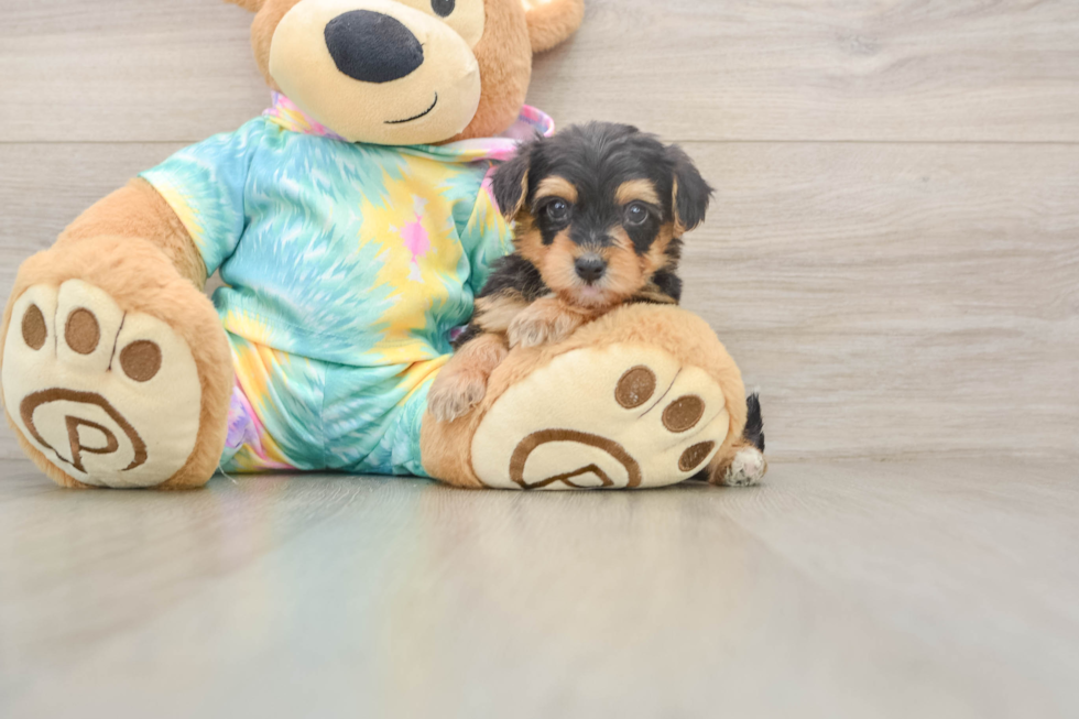 Happy Yorkie Poo Baby