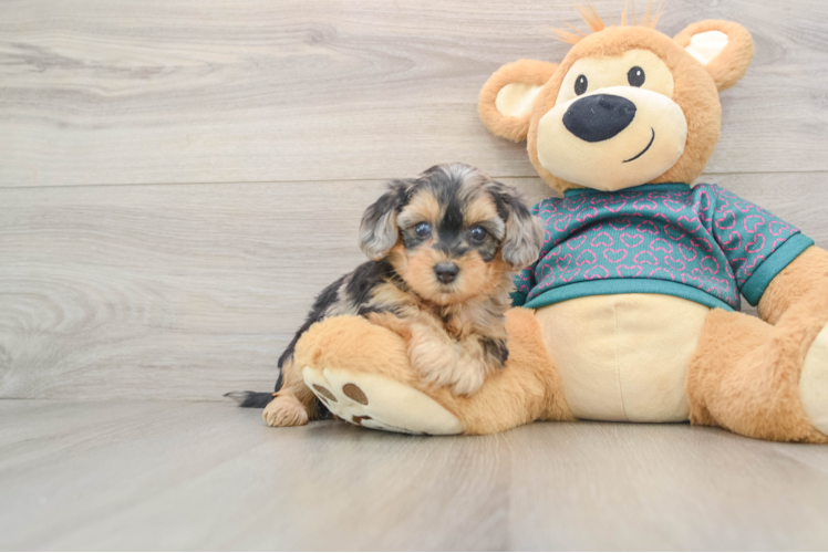 Funny Yorkie Poo Poodle Mix Pup