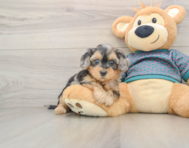 8 week old Yorkie Poo Puppy For Sale - Seaside Pups