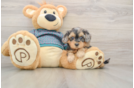 Little Yorkie Poodle Mix Poodle Mix Puppy