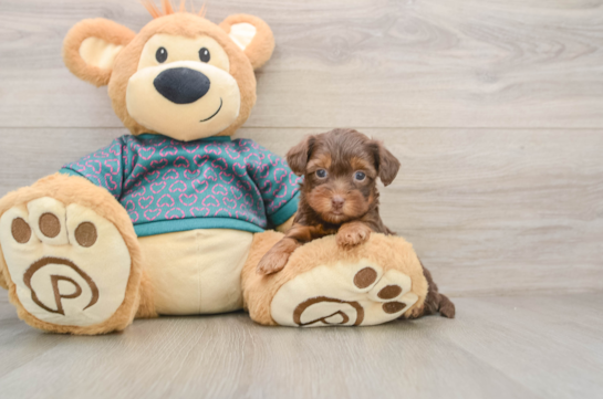 Best Yorkie Poo Baby