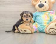 8 week old Yorkie Poo Puppy For Sale - Seaside Pups