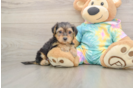 Energetic Yorkipoo Poodle Mix Puppy