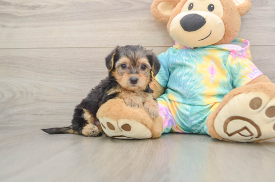 Energetic Yorkipoo Poodle Mix Puppy