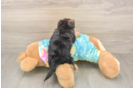 Best Yorkie Poo Baby