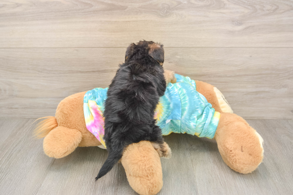 Best Yorkie Poo Baby