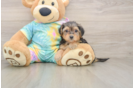 Sweet Yorkie Poo Baby