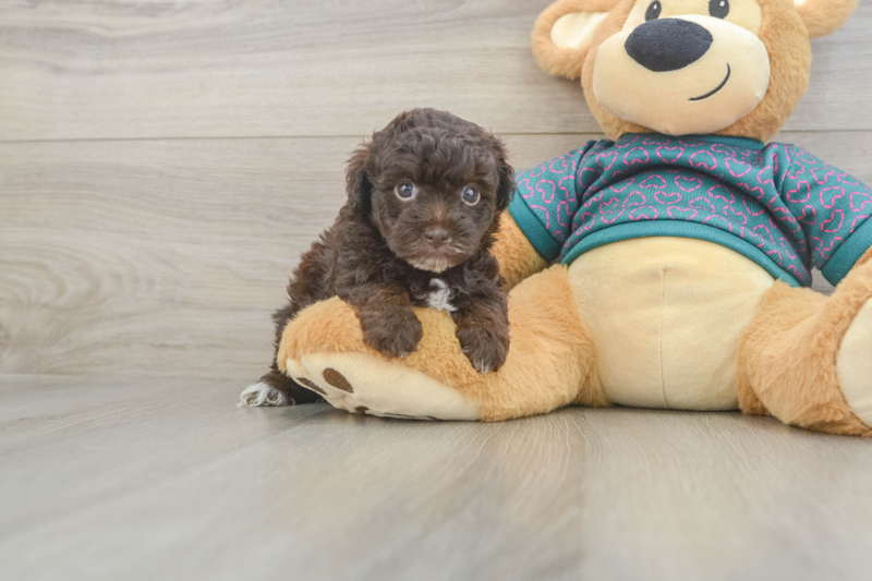 Meet Nikki - our Yorkie Poo Puppy Photo 1/3 - Seaside Pups