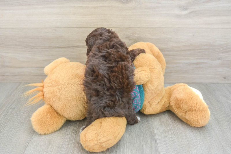 Meet Nikki - our Yorkie Poo Puppy Photo 2/3 - Seaside Pups