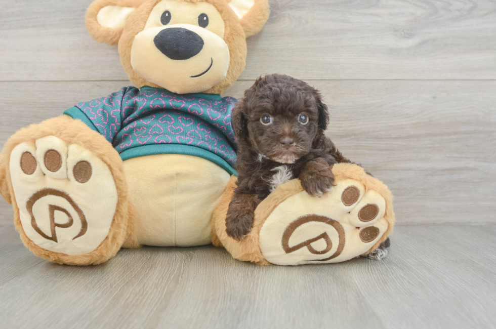5 week old Yorkie Poo Puppy For Sale - Seaside Pups