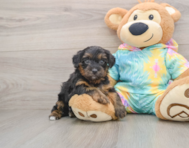 8 week old Yorkie Poo Puppy For Sale - Seaside Pups