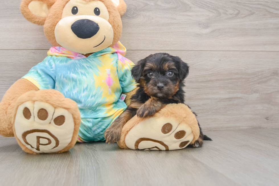Smart Yorkie Poo Poodle Mix Pup