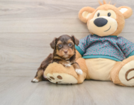 7 week old Yorkie Poo Puppy For Sale - Seaside Pups