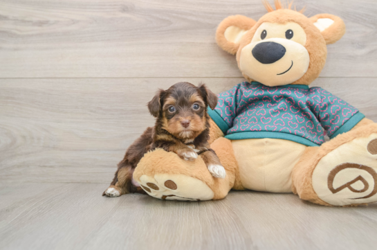Little Yorkie Poodle Mix Poodle Mix Puppy