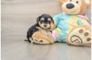 Sweet Yorkie Poo Baby