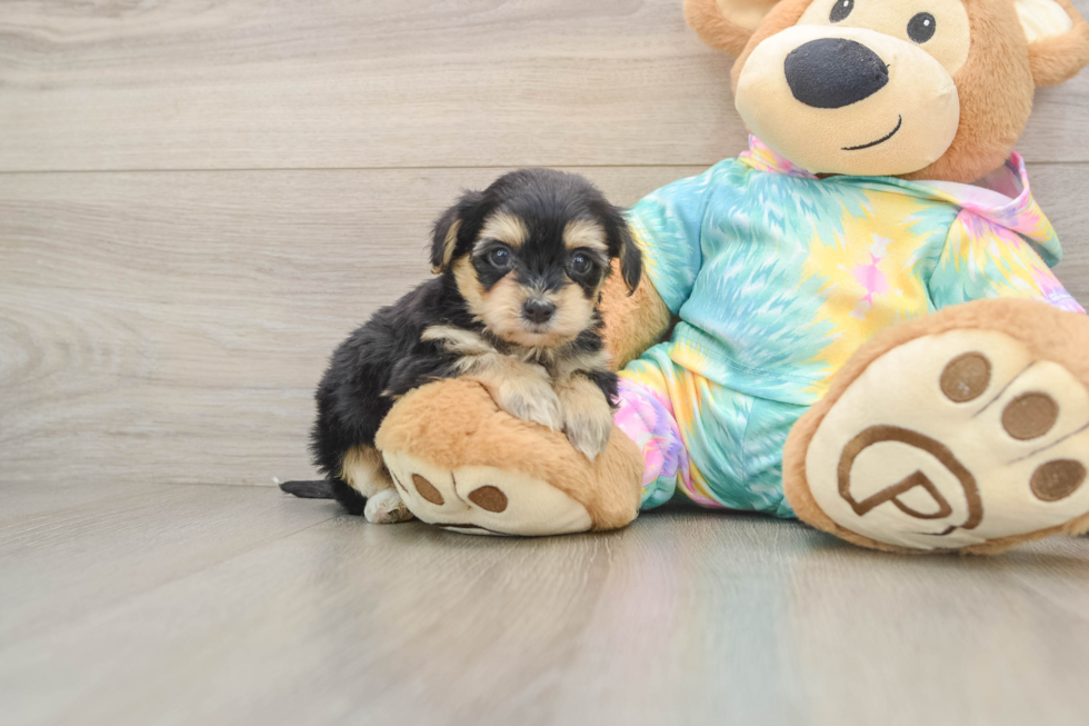 Sweet Yorkie Poo Baby