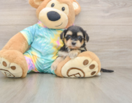 8 week old Yorkie Poo Puppy For Sale - Seaside Pups