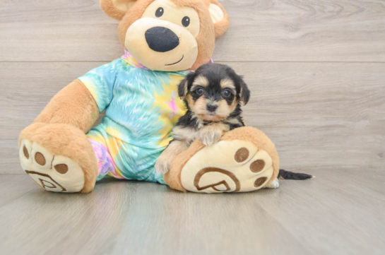 Smart Yorkie Poo Poodle Mix Pup