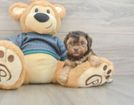 8 week old Yorkie Poo Puppy For Sale - Seaside Pups