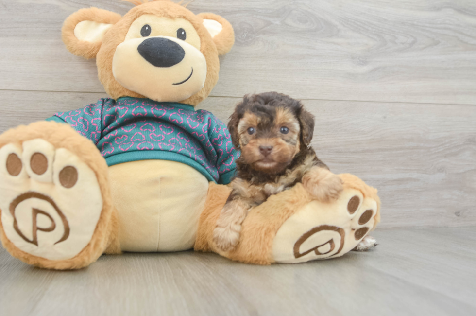 5 week old Yorkie Poo Puppy For Sale - Seaside Pups