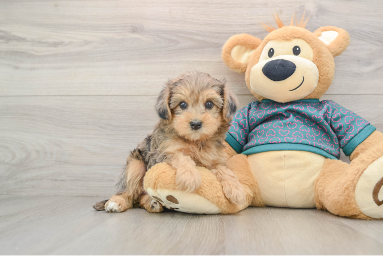 Best Yorkie Poo Baby