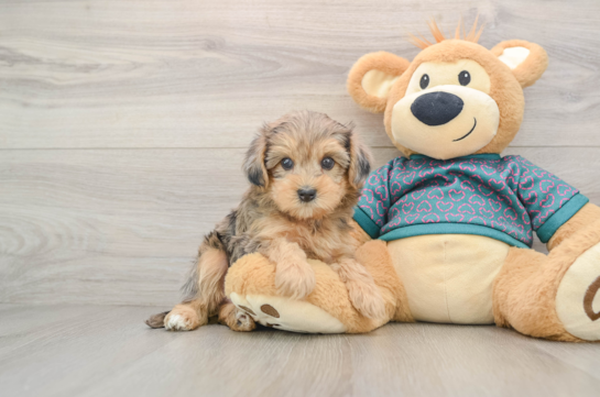 Best Yorkie Poo Baby