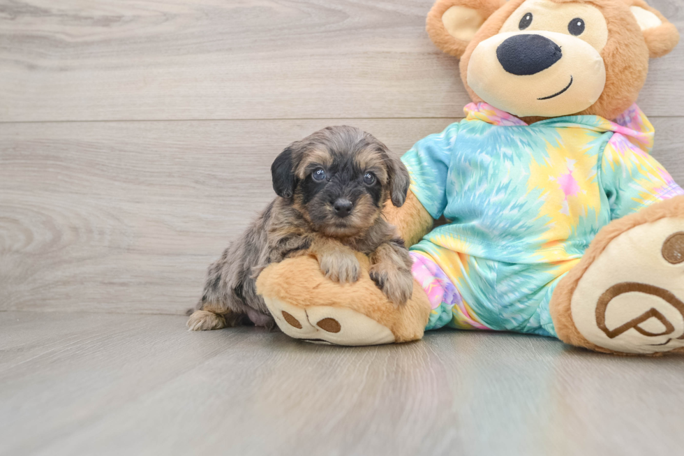 Yorkie Poo Puppy for Adoption