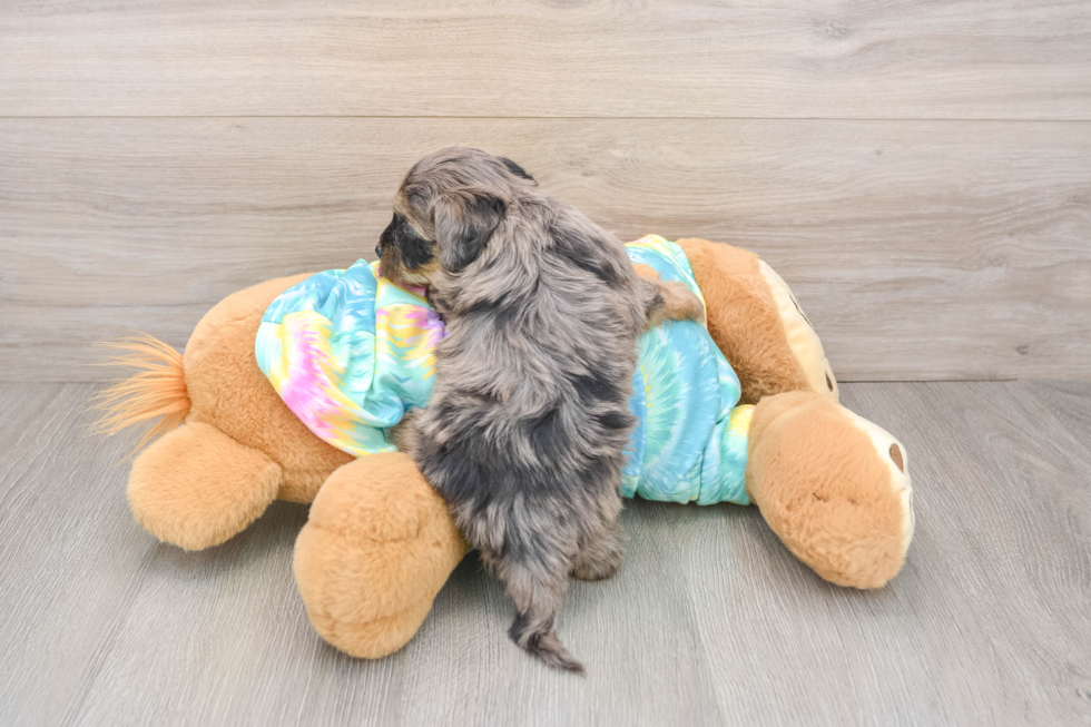 Energetic Yorkipoo Poodle Mix Puppy