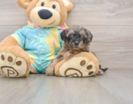 9 week old Yorkie Poo Puppy For Sale - Seaside Pups