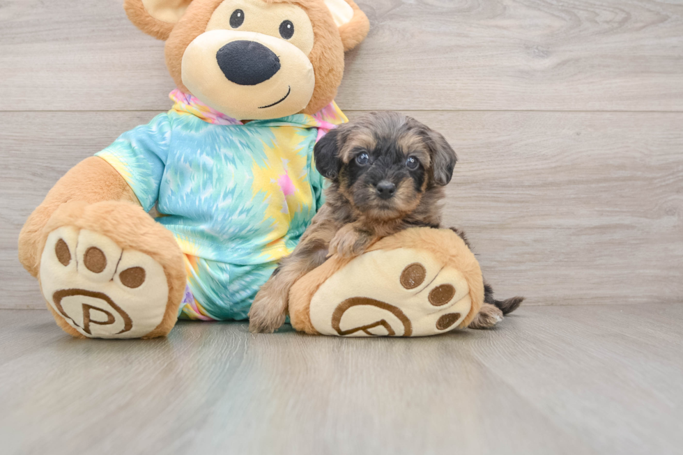 Adorable Yorkiedoodle Poodle Mix Puppy