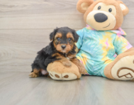 9 week old Yorkie Poo Puppy For Sale - Seaside Pups