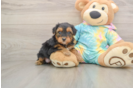 Smart Yorkie Poo Poodle Mix Pup