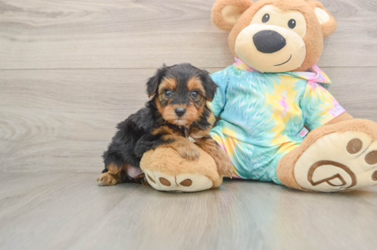 Smart Yorkie Poo Poodle Mix Pup