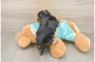 Yorkie Poo Pup Being Cute