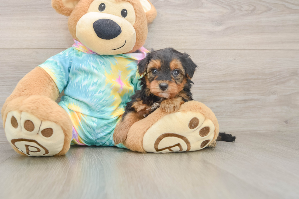 Small Yorkie Poo Baby