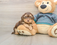 6 week old Yorkie Poo Puppy For Sale - Seaside Pups