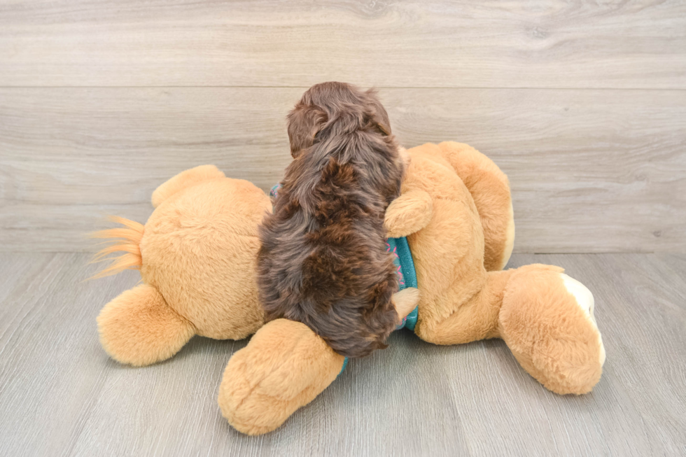 Popular Yorkie Poo Poodle Mix Pup