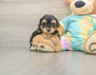 7 week old Yorkie Poo Puppy For Sale - Seaside Pups