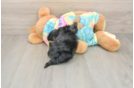 Best Yorkie Poo Baby