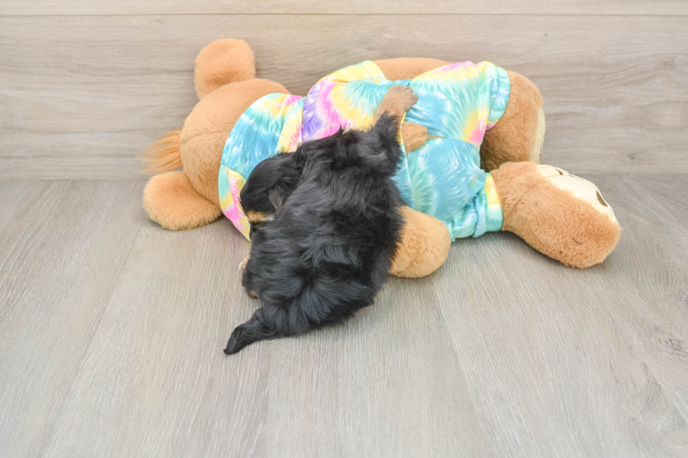 Best Yorkie Poo Baby