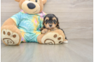 Yorkie Poo Pup Being Cute