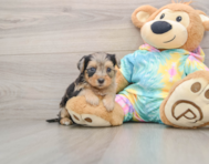 9 week old Yorkie Poo Puppy For Sale - Seaside Pups