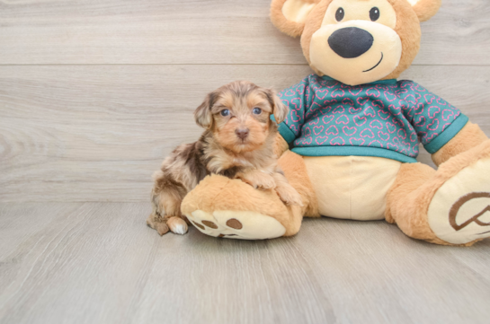 Best Yorkie Poo Baby