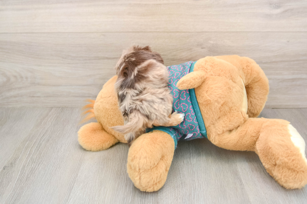 Small Yorkie Poo Baby