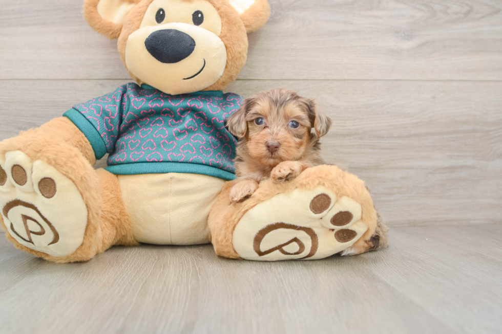 Hypoallergenic Yorkie Doodle Poodle Mix Puppy