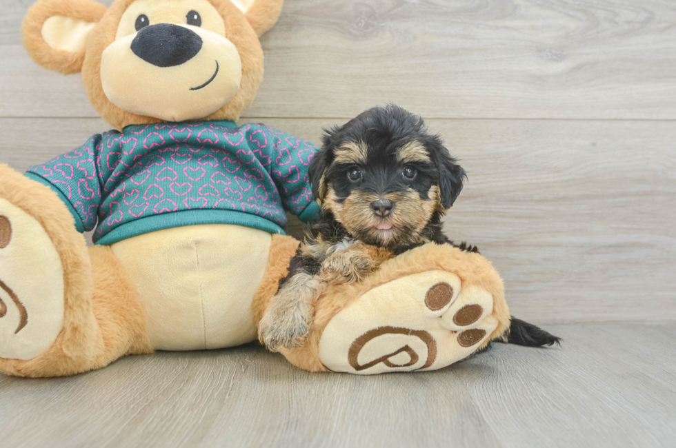 5 week old Yorkie Poo Puppy For Sale - Seaside Pups