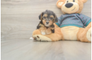 Best Yorkie Poo Baby